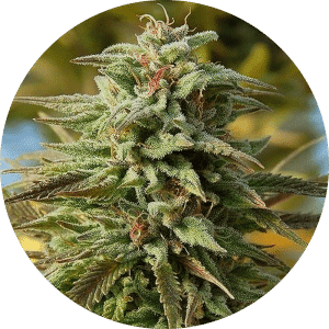 Gorilla Cookies - Autofiorenti
